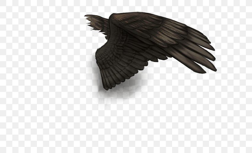 Bird Buffalo Wing Feather Vulture, PNG, 640x500px, Bird, Beak, Bird Of Prey, Buffalo Wing, Buzzard Download Free