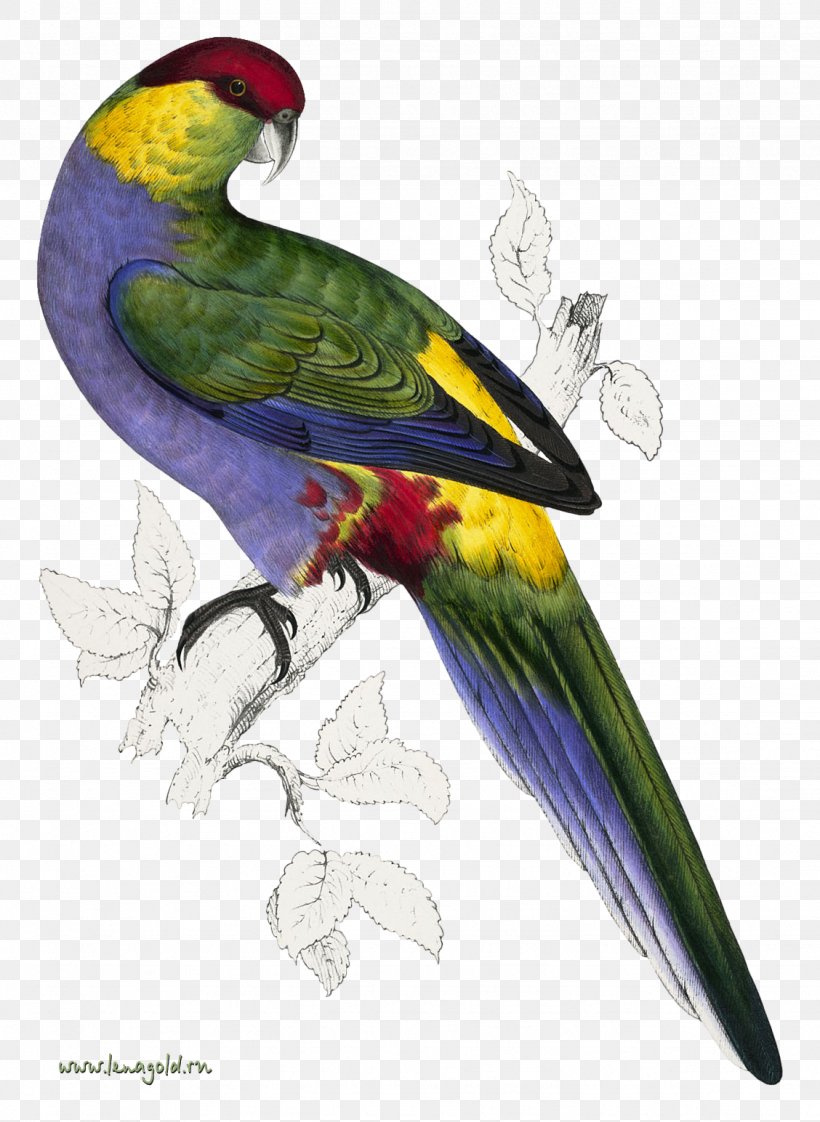 Bird Parrot Natural Histories: Extraordinary Rare Book Selections From The American Museum Of Natural History Library Purple-naped Lory Reptile, PNG, 1128x1544px, Bird, Art, Beak, Carolina Parakeet, Fauna Download Free