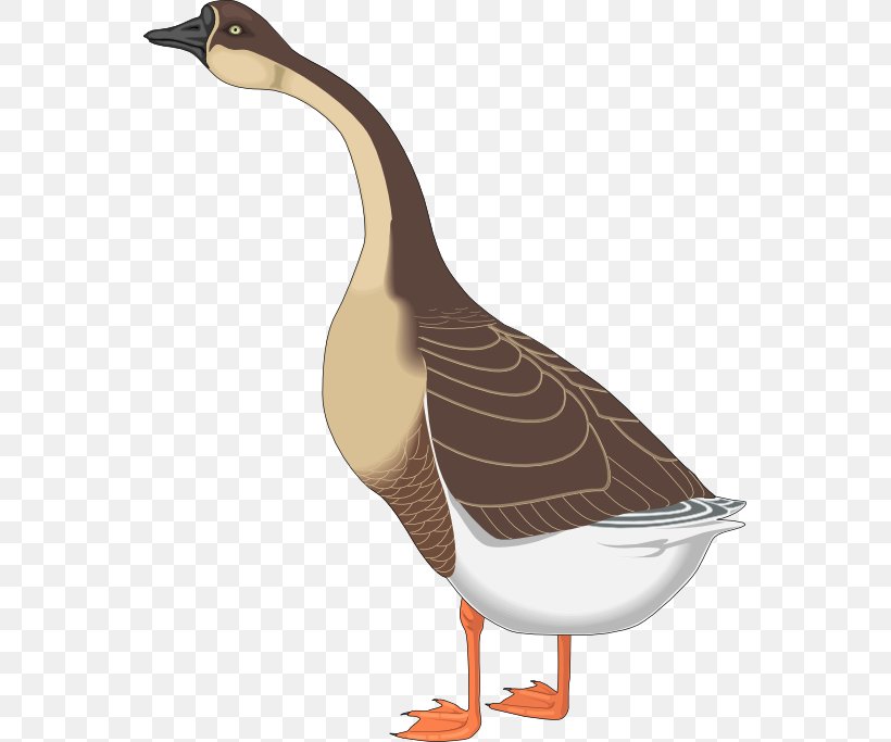 Canada Goose Bird Clip Art, PNG, 555x683px, Goose, Beak, Bird, Canada Goose, Cartoon Download Free