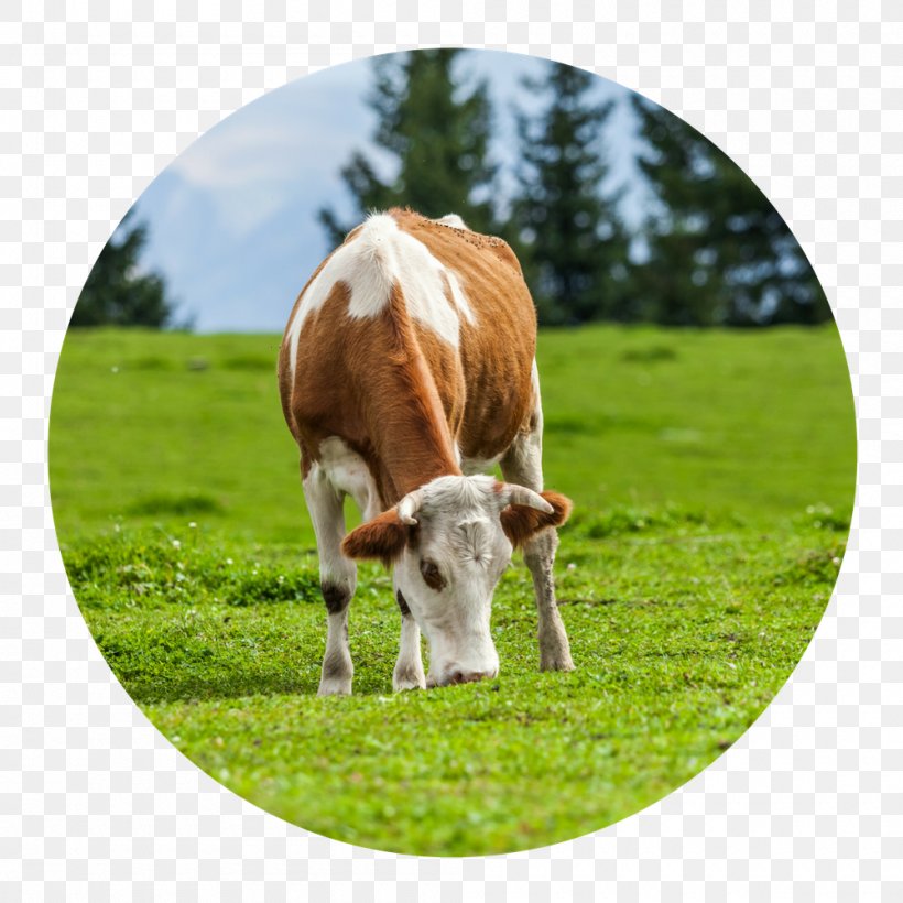 Hydrolyzed Collagen Cattle Shutterstock Eating, PNG, 1000x1000px, Hydrolyzed Collagen, Bone, Calf, Cattle, Cattle Like Mammal Download Free