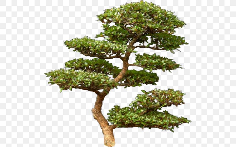 Tree Pine Computer Software Clip Art, PNG, 512x512px, Tree, Archive File, Bonsai, Branch, Computer Software Download Free