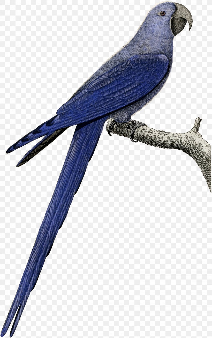 Bird Parrot, PNG, 2259x3600px, Macaw, Beak, Bird, Blue, Bluebird Systems Inc Download Free