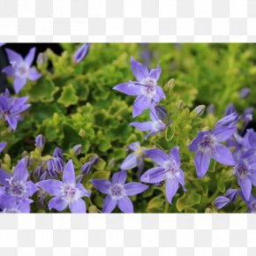 Chinese Herbaceous Peony - Campanula Poscharskyana Harebell Perennial Plant Herbaceous Plant PNG