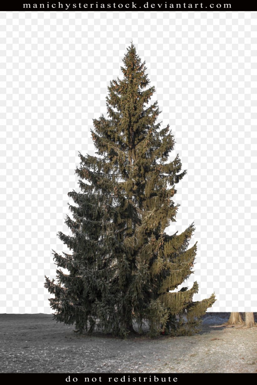 Fir Pine Spruce Tree Plant, PNG, 1024x1536px, Fir, Art, Christmas Decoration, Christmas Tree, Conifer Download Free