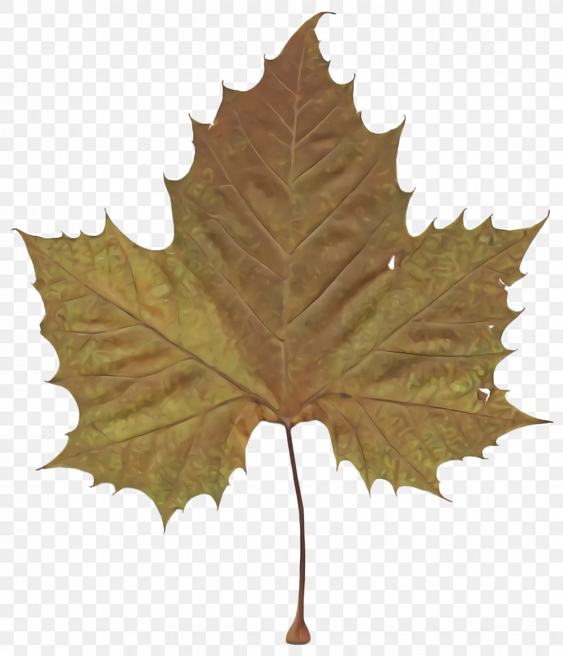 Maple Leaf, PNG, 1852x2160px, Leaf, Black Maple, Black Oak, Grape Leaves, Maple Leaf Download Free