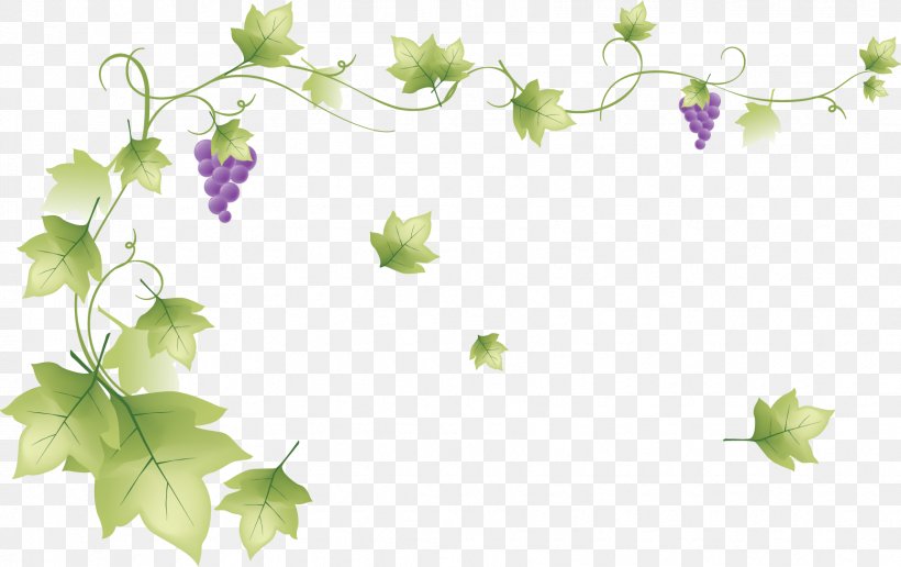 Presentation Vine Computer Software, PNG, 1725x1087px, Presentation, Branch, Computer Software, Flora, Floral Design Download Free