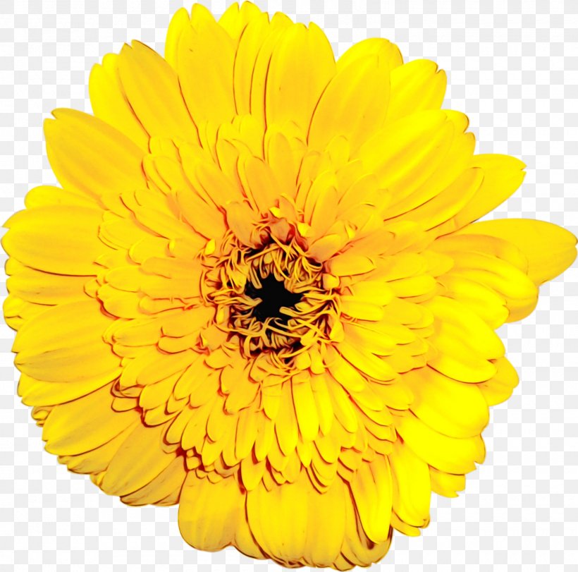 Sunflower, PNG, 1600x1583px, Watercolor, Calendula, Cut Flowers, English Marigold, Flower Download Free