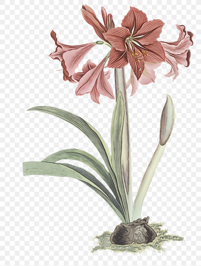Amaryllis Plant Stem Cut Flowers Jersey Lily Flowerpot, PNG, 1455x1920px, Watercolor, Amaryllis, Biology, Cut Flowers, Flower Download Free