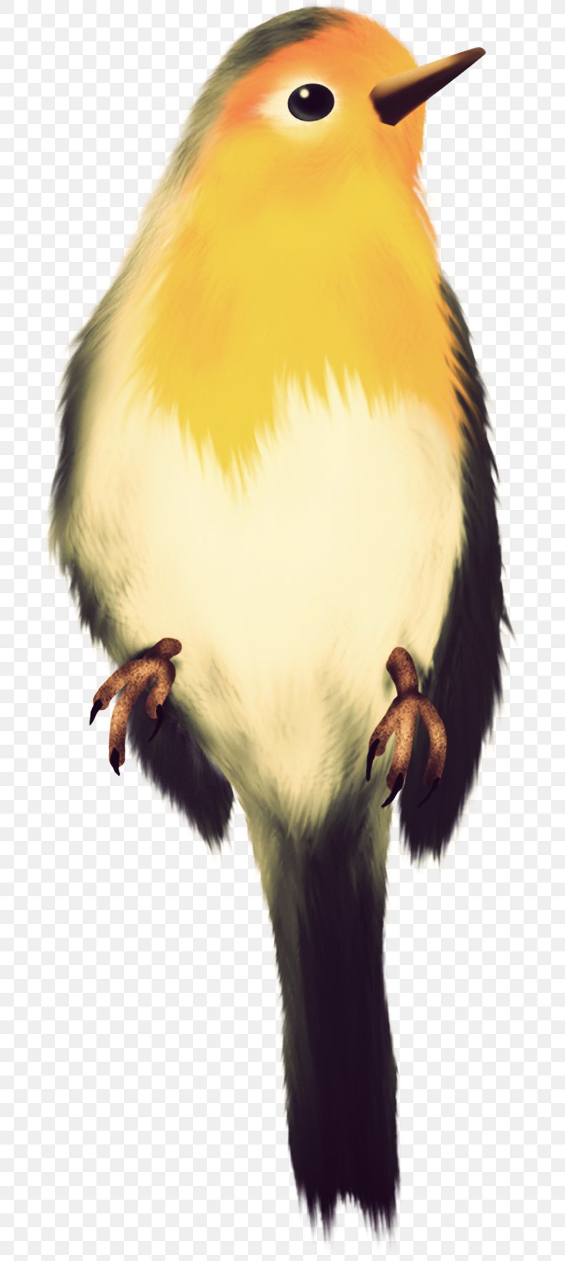 Bird Of Prey Animal Yellow Beak, PNG, 705x1829px, Bird, Animal, Beak, Bird Of Prey, Chicken Download Free