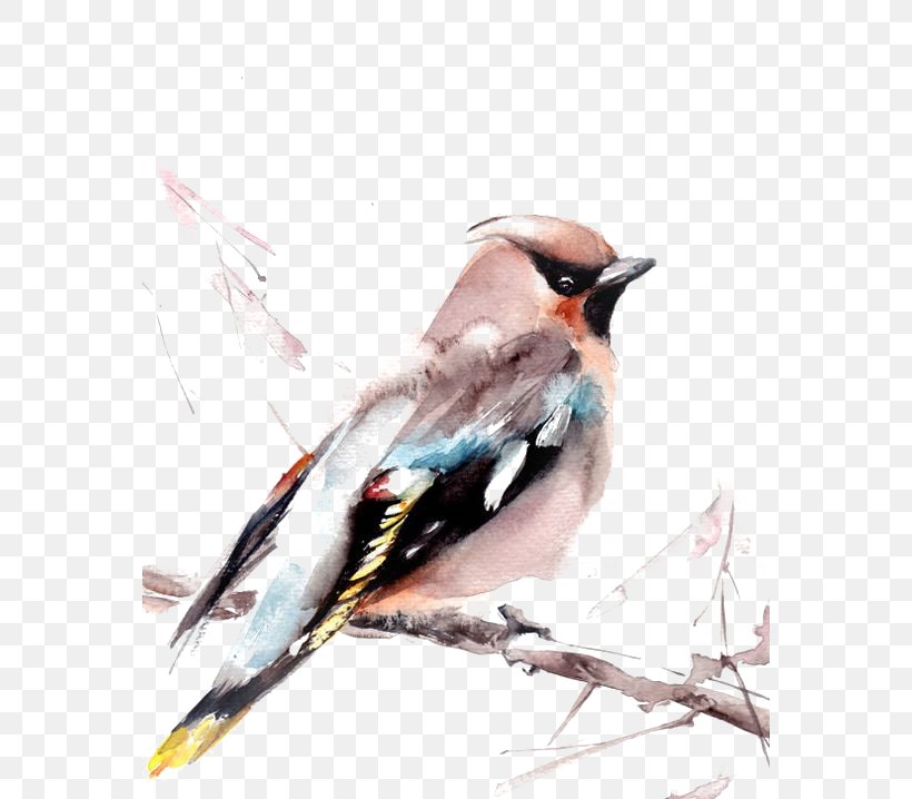 Bird Watercolor Painting Printmaking Art, PNG, 564x718px, Bird, Art, Beak, Birdandflower Painting, Canvas Download Free