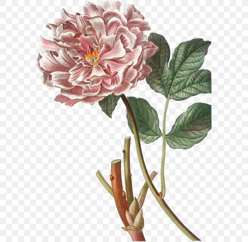 Cabbage Rose Garden Roses Fiddle-leaf Fig Common Fig Plant, PNG, 587x800px, Cabbage Rose, Bulb, Common Fig, Cut Flowers, Fiddleleaf Fig Download Free