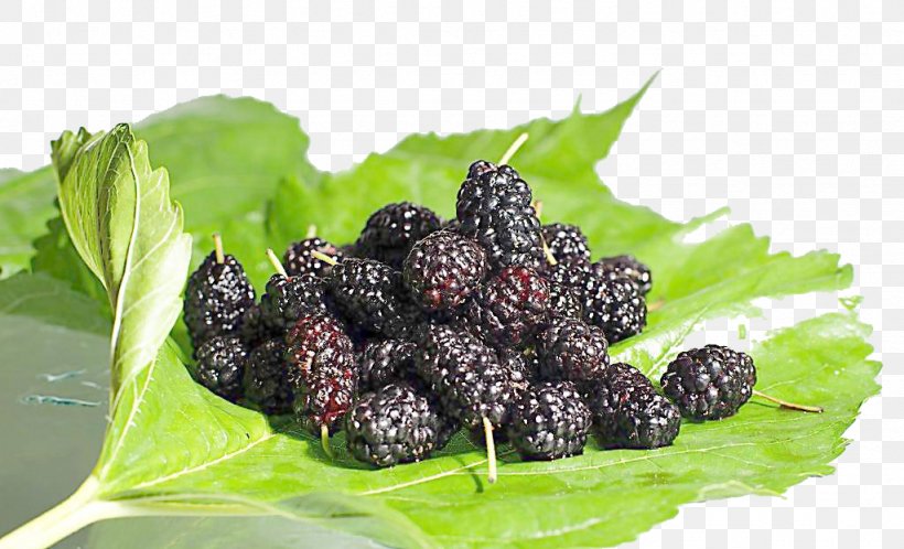 Frutti Di Bosco Black Mulberry Fruit Seed Food, PNG, 1024x623px, Frutti Di Bosco, Berry, Black Mulberry, Blackberry, Blueberry Download Free