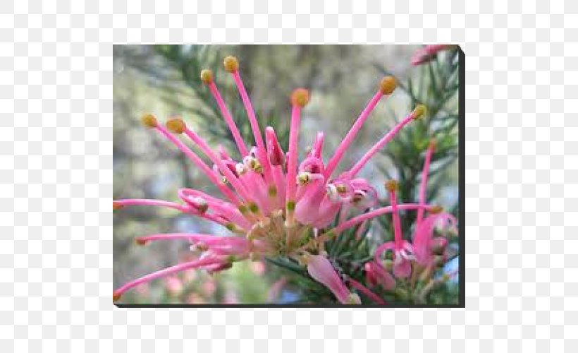 Spider Flower Petal Shrub, PNG, 500x500px, Spider Flower, Flora, Flower, Flowering Plant, Grevillea Download Free
