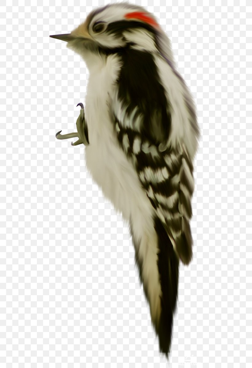 Bird Beak Animal Piciformes, PNG, 500x1197px, Bird, Animal, Beak, Collage, Drawing Download Free