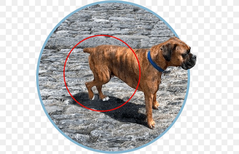 Dog Breed Boxer Black Mouth Cur Snout, PNG, 574x530px, Dog Breed, Black Mouth Cur, Boxer, Breed, Carnivoran Download Free