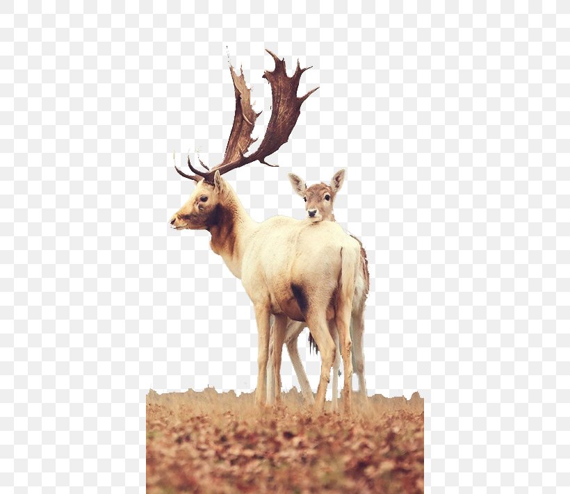 Red Deer White-tailed Deer Mule Deer Wallpaper, PNG, 400x711px, Deer, American Mountain Deer, Animal, Antler, Deer Hunting Download Free