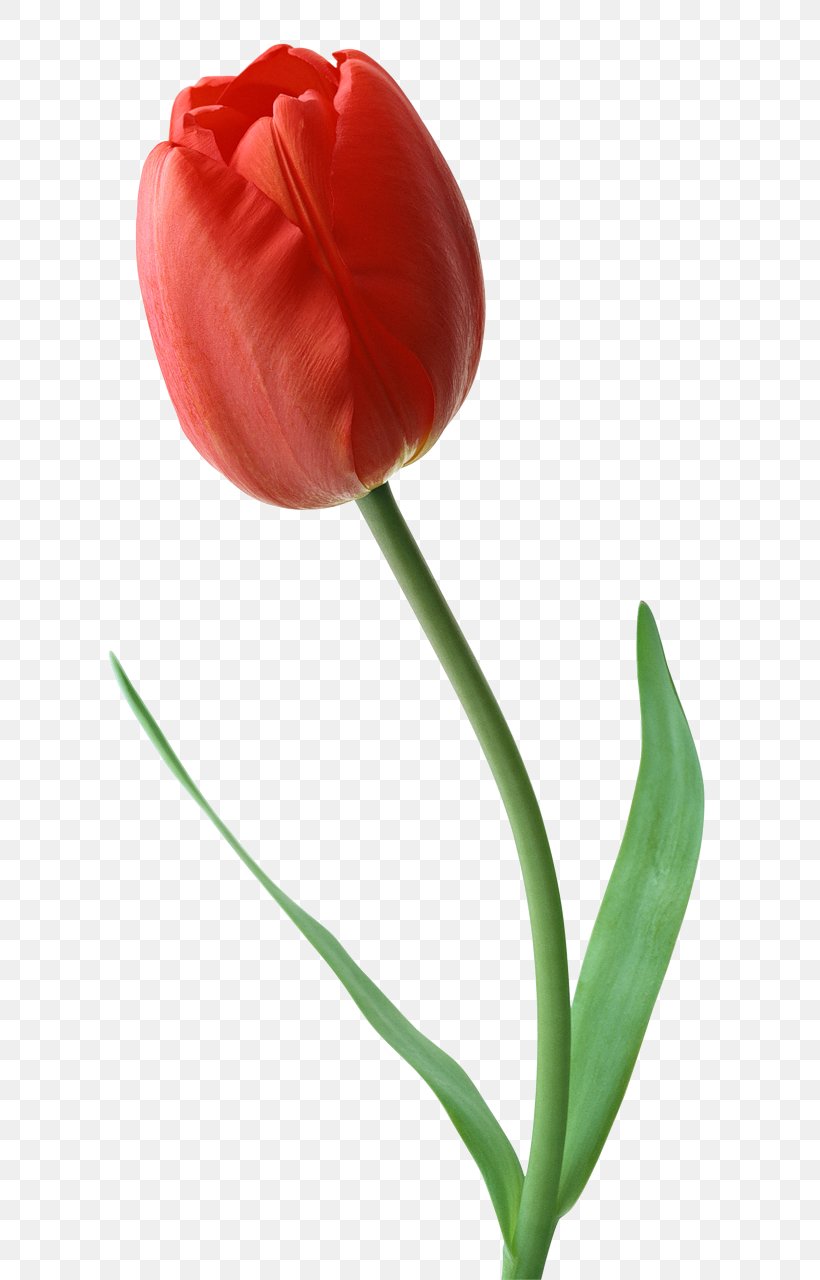 Tulip Desktop Wallpaper Flower Clip Art, PNG, 694x1280px, Tulip, Color, Cut Flowers, Flower, Flower Bouquet Download Free