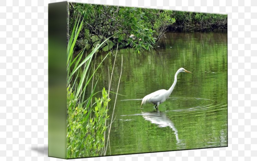 Water Resources Ecosystem Bird Pond Fauna, PNG, 650x514px, Water Resources, Beak, Bird, Ciconiiformes, Crane Download Free