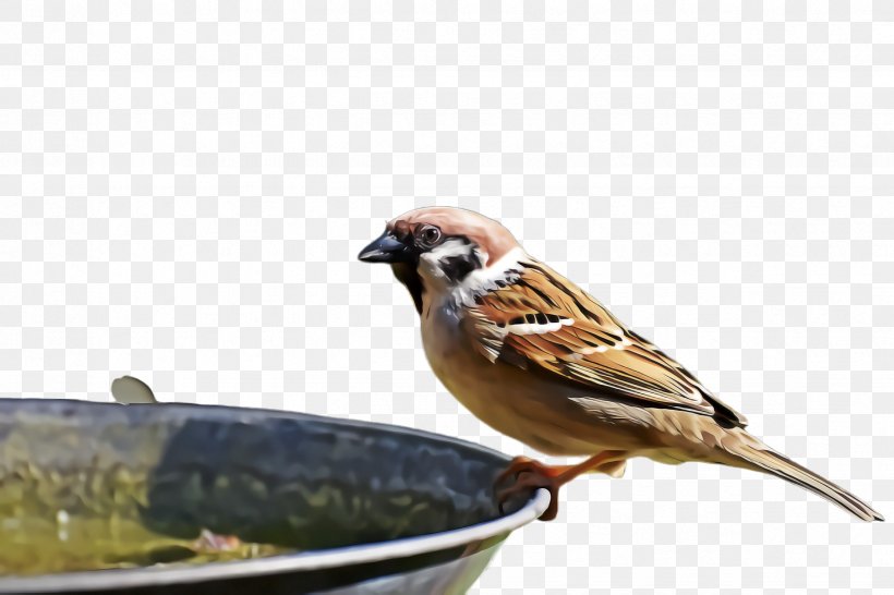 Bird House Sparrow Sparrow Beak Songbird, PNG, 2448x1632px, Bird, Beak, Bird Food, Emberizidae, Finch Download Free