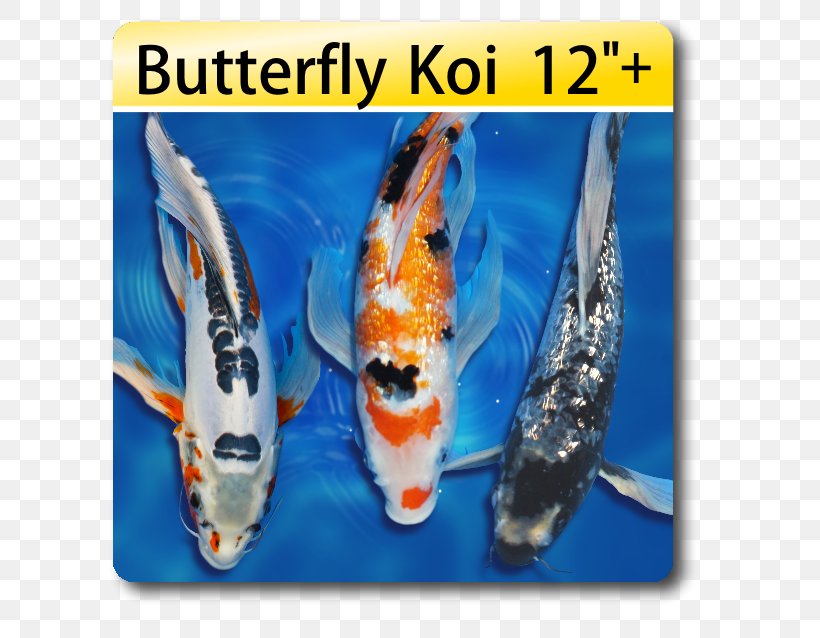 Butterfly Koi Koi Pond Fish, PNG, 638x638px, Koi, Blackwater Creek Koi Farm, Butterfly Koi, Fauna, Fish Download Free