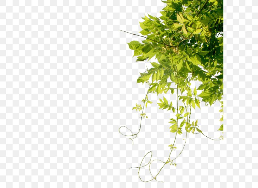 Clip Art, PNG, 600x600px, Yandex, Branch, Flora, Floral Design, Grass Download Free