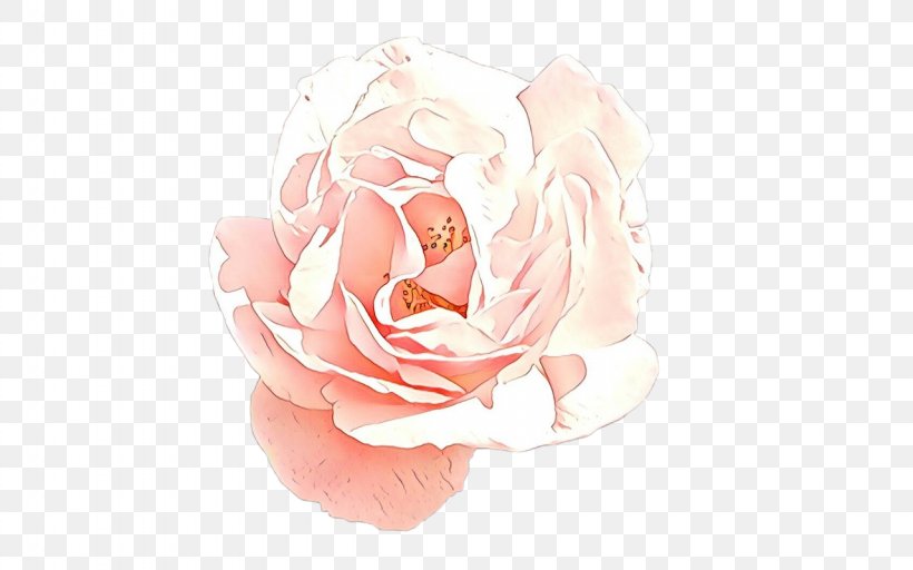 Garden Roses, PNG, 1280x800px, Cartoon, Floribunda, Flower, Garden Roses, Hybrid Tea Rose Download Free