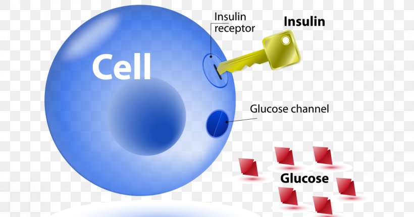 Insulin Resistance Diabetes Mellitus Type 2 Type 1 Diabetes, PNG, 1200x630px, Insulin Resistance, Beta Cell, Blood Sugar, Blue, Brand Download Free