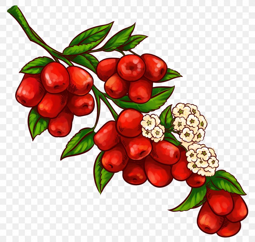 Jujube Laba Congee Cartoon, PNG, 2516x2395px, Jujube, Acerola, Acerola Family, Apple, Berry Download Free