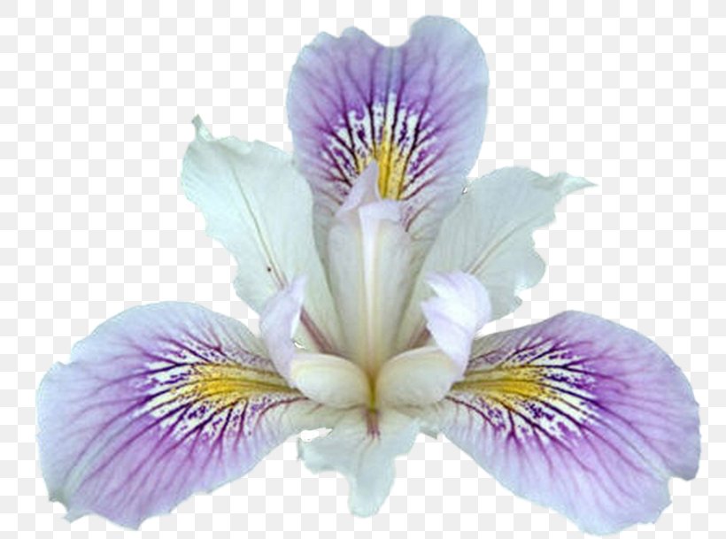 Northern Blue Flag Plant Flower Iris Pseudacorus Clip Art, PNG, 800x609px, Northern Blue Flag, Alstroemeriaceae, Flower, Flowering Plant, Iris Download Free