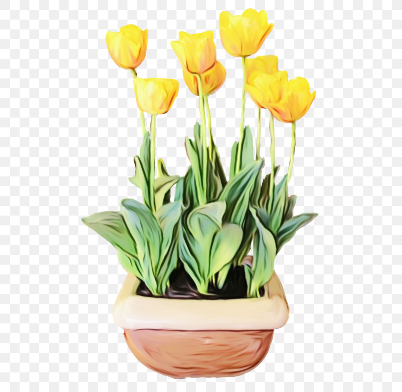 Flower Tulip Plant Flowerpot Yellow, PNG, 508x800px, Watercolor, Cut Flowers, Flower, Flowerpot, Houseplant Download Free