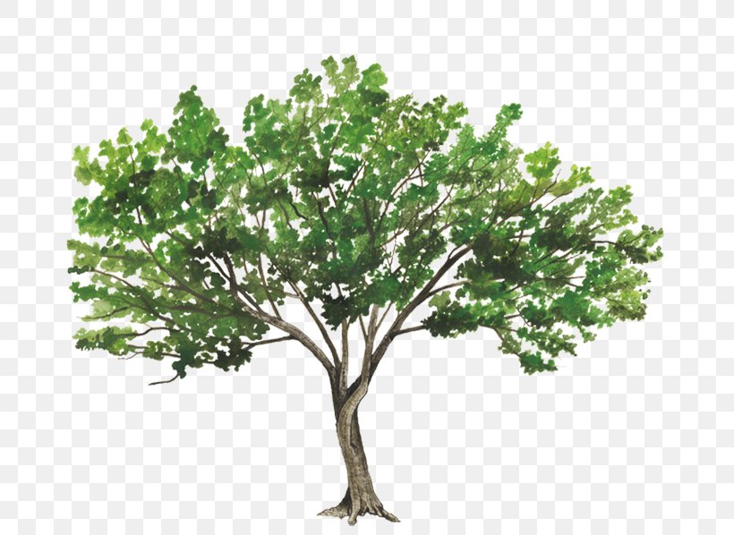 Populus Alba Tree Rendering, PNG, 750x598px, Populus Alba, Architectural Rendering, Architecture, Branch, Cottonwood Download Free