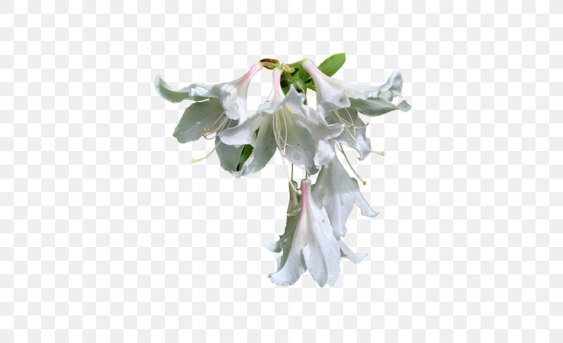 White Clip Art, PNG, 600x500px, White, Artificial Flower, Blossom, Branch, Cut Flowers Download Free