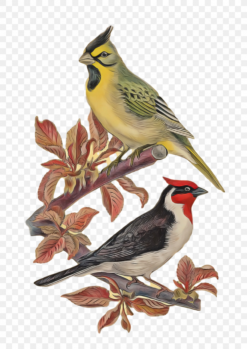 Birds Finches American Sparrows Lark Common Chaffinch, PNG, 1018x1440px, Birds, American Sparrows, Beak, Common Chaffinch, Drawing Download Free