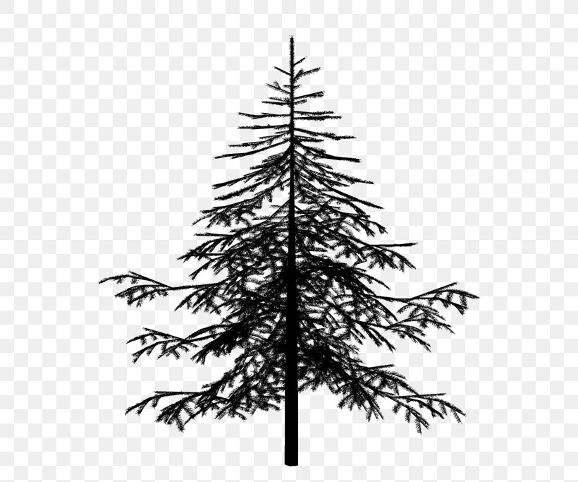 Christmas Black And White, PNG, 600x683px, Spruce, American Larch, Balsam Fir, Branch, Christmas Day Download Free