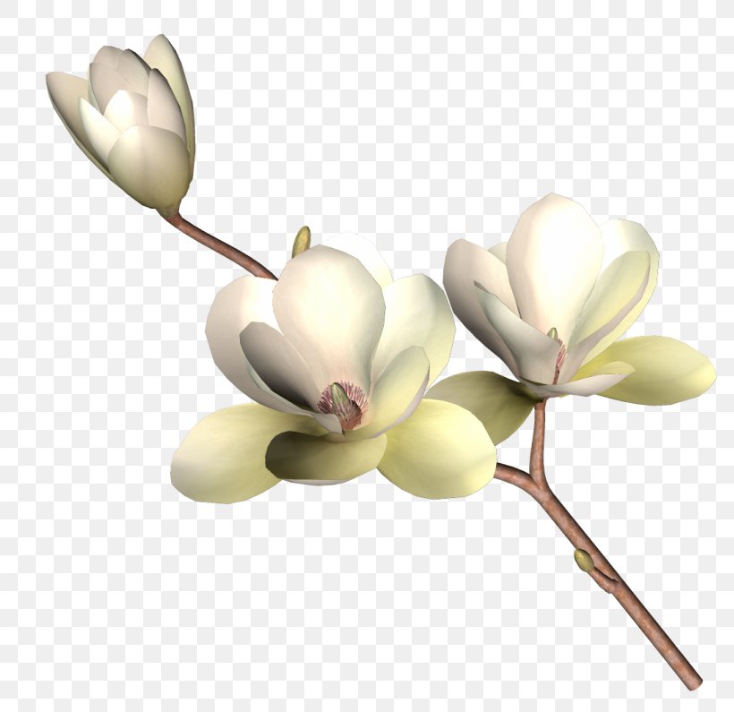Drawing, PNG, 800x795px, Drawing, Blossom, Branch, Cut Flowers, Flower Download Free