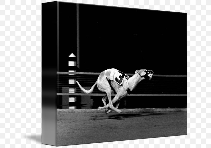 Greyhound Racing Stock Photography, PNG, 650x577px, Greyhound, Black, Black And White, Black M, Greyhound Racing Download Free