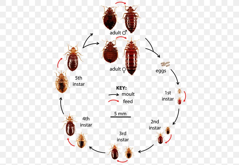 Insect Bed Bug Control Techniques Bed Bug Bite Pest Control True Bugs, PNG, 476x565px, Insect, Arthropod, Bed, Bed Bug, Bed Bug Bite Download Free