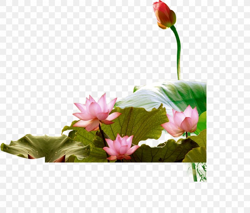 Nelumbo Nucifera Lotus Effect Green, PNG, 2377x2027px, Nelumbo Nucifera, Annual Plant, Aquatic Plant, Bud, Floral Design Download Free