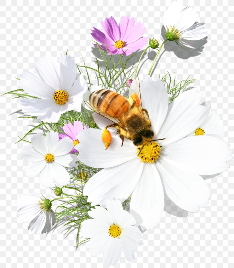 Bee Daytime Flower Morning Greeting, PNG, 1049x1200px, Bee, Calendar, Chamaemelum Nobile, Chrysanths, Cut Flowers Download Free