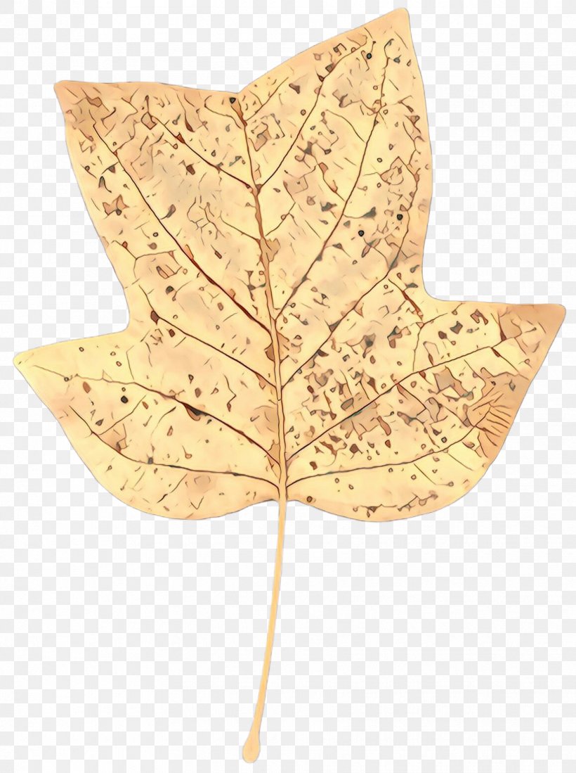 Maple Leaf, PNG, 1727x2316px, Cartoon, Anthurium, Leaf, Maple Leaf, Plane Download Free