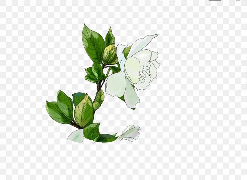 Cape Jasmine Plants Painting Image Drawing, PNG, 3496x2552px, Cape Jasmine, Arabian Jasmine, Branch, Color, Creative Work Download Free