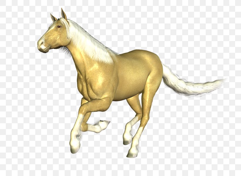 Mustang Mane Stallion Colt Arabian Horse, PNG, 800x600px, Mustang, American Miniature Horse, American Paint Horse, Animal Figure, Arabian Horse Download Free