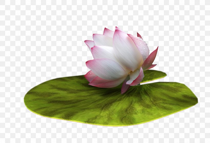 Nelumbo Nucifera Ping Lotus Effect, PNG, 2514x1716px, Nelumbo Nucifera, Flower, Flowering Plant, Information, Lotus Download Free