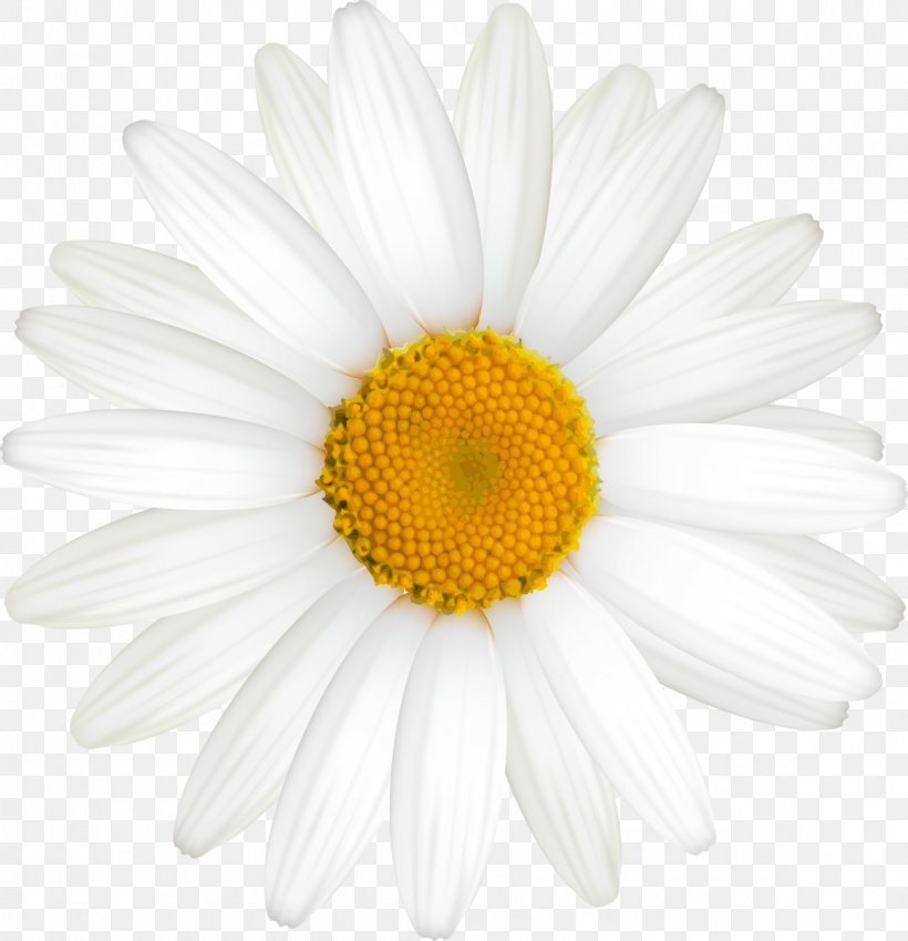 Roman Chamomile Oxeye Daisy Daisy Family German Chamomile, PNG, 1158x1200px, Roman Chamomile, Argyranthemum Frutescens, Chamaemelum, Chamaemelum Nobile, Chrysanthemum Download Free