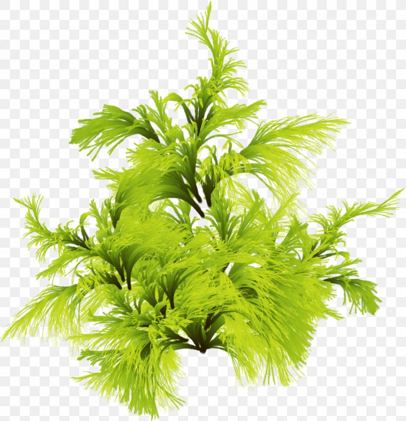 Seaweed Algae Plant Clip Art, PNG, 1013x1051px, Seaweed, Algae, Centella Asiatica, Herb, Leaf Vegetable Download Free