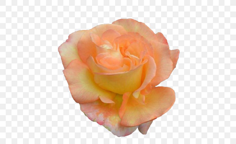 Flower Rose Clip Art, PNG, 500x500px, Flower, Close Up, Cut Flowers, Floribunda, Flower Bouquet Download Free
