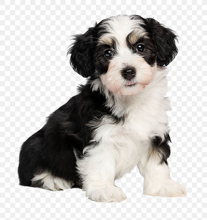 havanese dog bichon frise