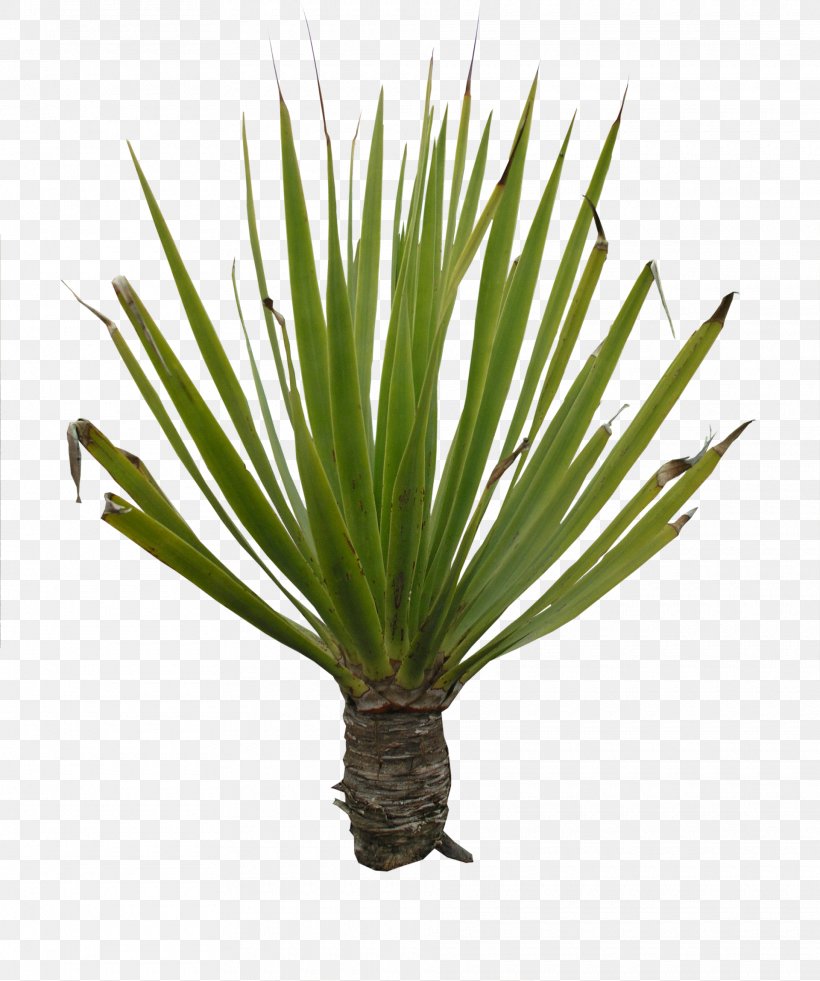 Houseplant Agave Yucca, PNG, 1920x2299px, 3d Computer Graphics, Plant, Agave, Agave Azul, Aloe Download Free