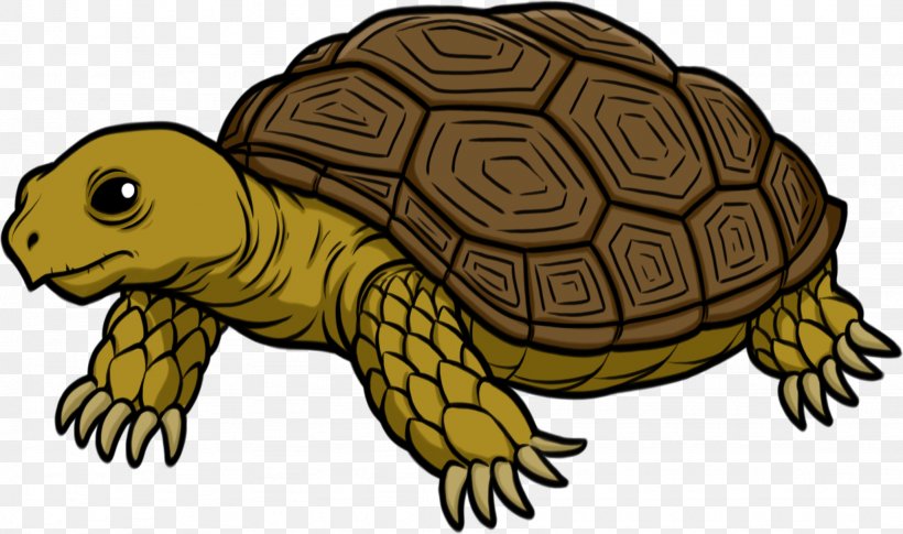 Turtle Tortoise Clip Art, PNG, 2051x1214px, Turtle, Box Turtle, Desert Tortoise, Drawing, Emydidae Download Free