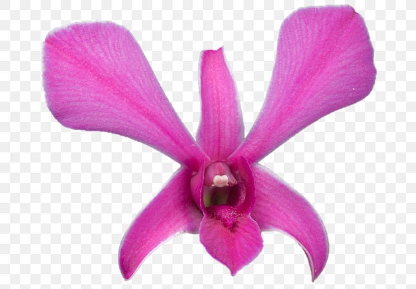 Belur Math Moth Orchids Cattleya Orchids Sarada Uchiha Plant, PNG, 692x569px, Belur Math, Cattleya, Cattleya Orchids, Email, Flora Download Free
